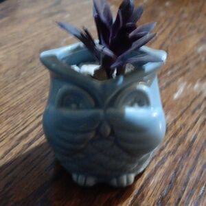 3 inch light blue owl planter with plastic plant included.